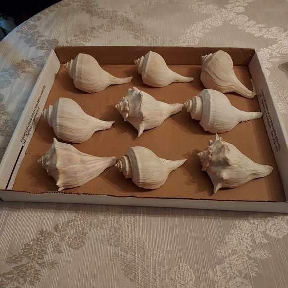 Accents Lot Of 9 Seashells Whelks From The North Carolina Coast Conch